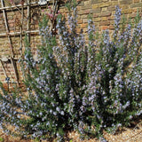 Set of 3 Rosemary Herb Plants Live 4-6 Inc Tall