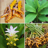 10 Yellow Turmeric Live Roots, Outdoor Garden Plant