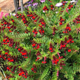 2 Red Purple Cuphea Plant 5-7 Inch Tall