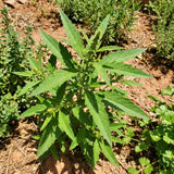 Epazote Herb Live Plant, 4-7 Inch Tall, 4 Inch Pot
