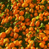 Sweet Tangerine Plant, Sweet Citrus Fruit Tree, 1-2 Ft Tall in Gallon Pot