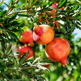 Live Pomegranate Plant, Indoor Outdoor Plant, 4-7 Inch Tall