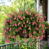 Rare Pink Fuchsia Plant Live in 5'' Pot, Hanging Fuchsia Flowers Bush Shrub for Hanging Basket, Hardy Indoor Outdoor Flowering Plant, 4–8 Inch Tall Starter Plants
