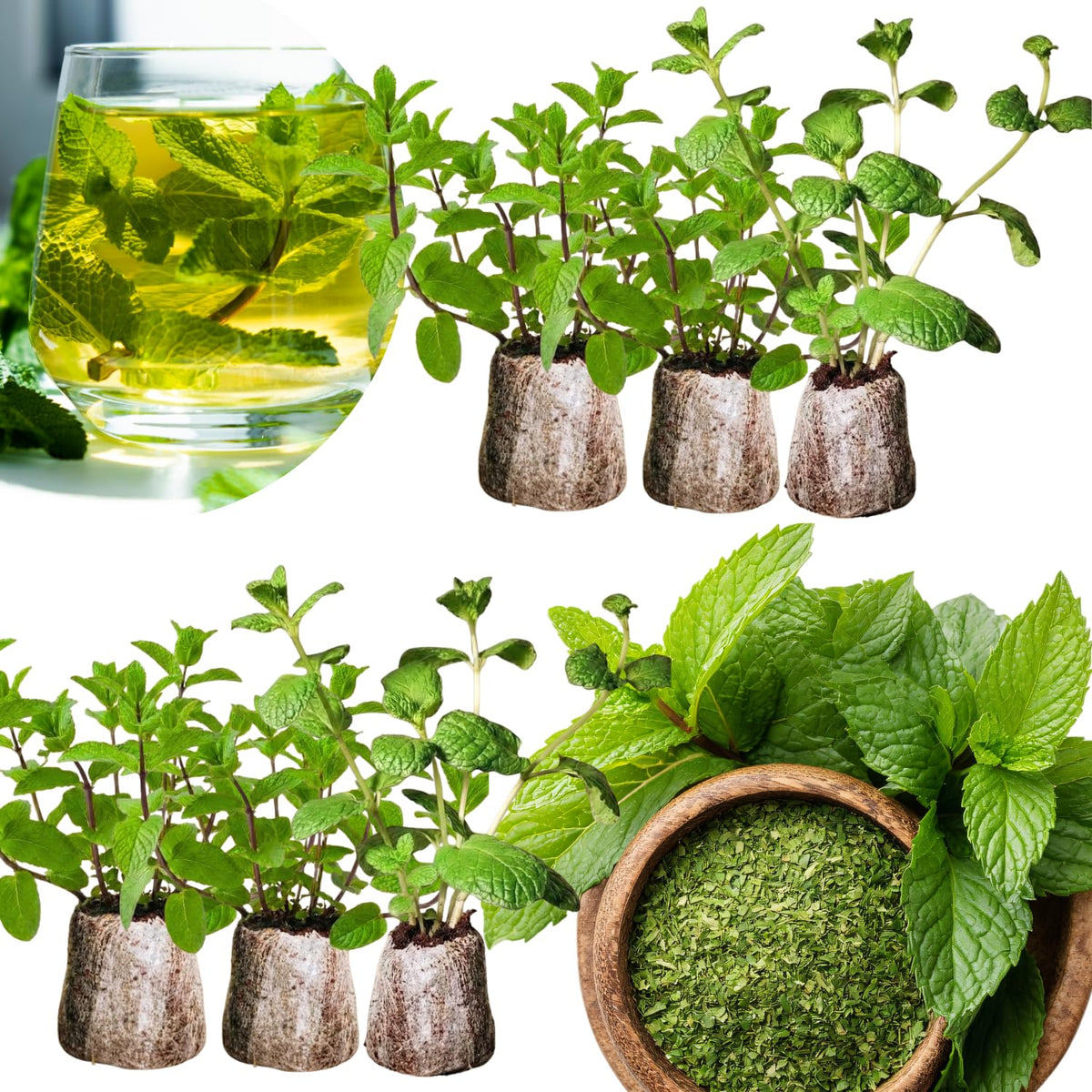 6 Mixed Mint Herb Live Plants, 4-6 Inch Tall
