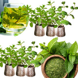 6 Mixed Mint Herb Live Plants, 4-6 Inch Tall
