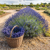 2 Lavender Plants Live, Well-Rooted Perennial Plant, 4-6 Inch Tall
