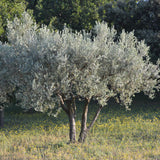 Arbequina Olive Tree Plant Live, Fruit Tree, 4-6 Inch Tall