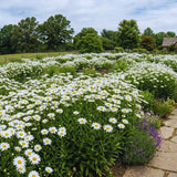 White Daisy Live Plant, Patio Container Flower, 3 Inch Pot