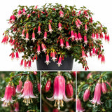 Rare Pink Fuchsia Plant Live in 5'' Pot, Hanging Fuchsia Flowers Bush Shrub for Hanging Basket, Hardy Indoor Outdoor Flowering Plant, 4–8 Inch Tall Starter Plants
