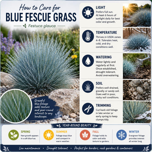 2 Blue Fescue Grass Plants Live, Hardy Ornamental Grass, 4-8 Inch Tall