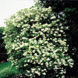 Mock Orange Shrub Plant, 8 Months Old, White Fragrant Flowers for Planting
