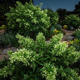 2 Jasmine Plants Live, Live Starter Plant, 5-9 Inch Tall