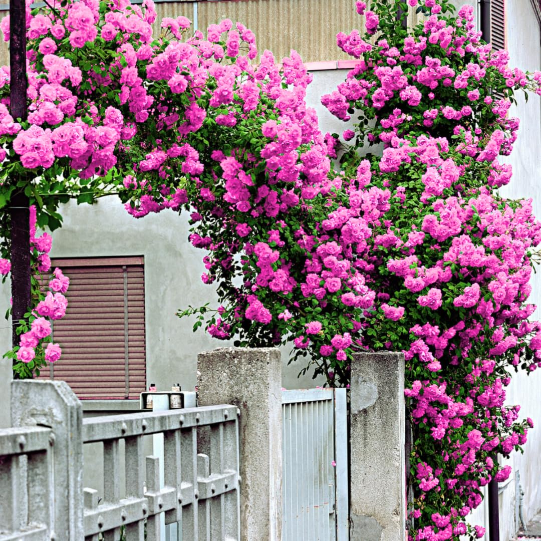 Small Hot Pink Climbing Rose Live Plant, Rose Bush 4-7 Inches in Tall