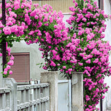 Small Hot Pink Climbing Rose Live Plant, Rose Bush 4-7 Inches in Tall