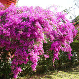 Purple Bougainvillea Plant Live, Patio Flower Vine, 4-6 Inch Tall, 4" Pot