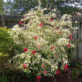 Pack 2 White Red Hibiscus Plant Live 4-7 Inch Tall