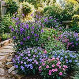 6 Mixed Petunia Live Plants, Hardy Garden Plant, 5-7 Inch Tall