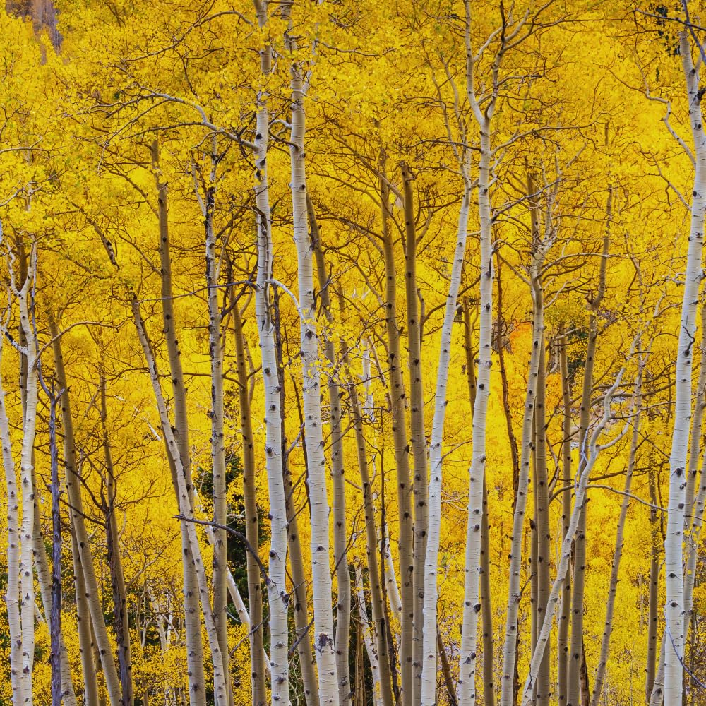 Quaking Aspen Tree Live Plant, Fall Color Tree, 6-9 Inch Tall