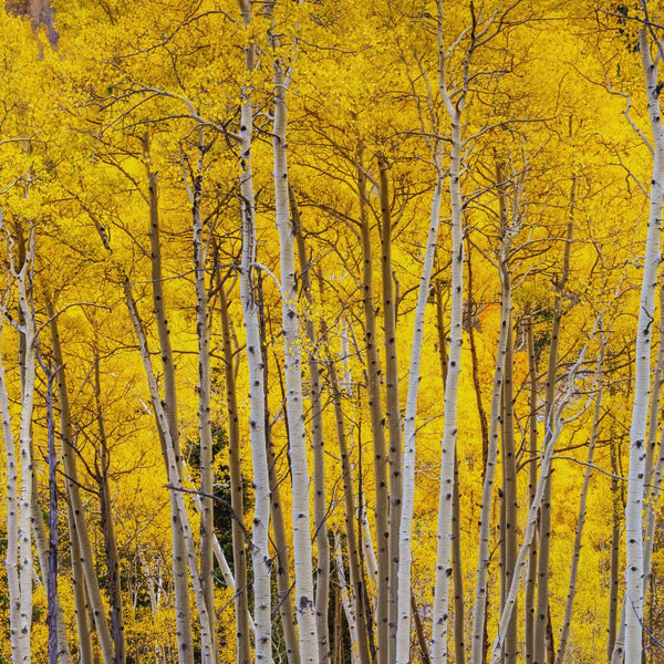 Quaking Aspen Tree Live Plant, Fall Color Tree, 6-9 Inch Tall