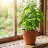 Sweet Basil Herb Live Plant, Fresh Culinary Herb, 4 Inch Tall, 4 Inch Pot