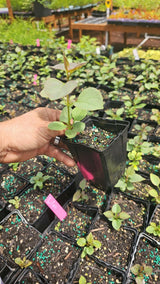 Purple Lilac Live Plant, Flower Bush, 4-6 Inch Tall, 4 Inch Pot