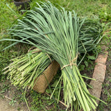 Set 5 Lemongrass Live Plants, 4-7" Tall