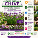 Set 3 Chive Roots for Planting, Perennial Culinary Onion Herb