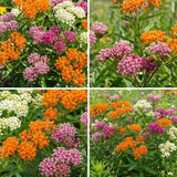 2 Mix Milkweed Live Plants, Asclepias Tuberosa Plant 4–6" Tall