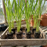 5 Live Lemongrass Plants, Home Garden Plant, 4-6 Inch Tall