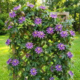 2 Passion Flower Plants Live, Patio Container Plant, 4-7 Inch Tall
