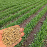 2 Lb Rye Seeds to Plant, High Yield Garden Seeds