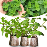 6 Mixed Mint Plants Live, 4-6 Inch Tall