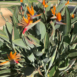 2 Orange Bird of Paradise Plants Live, Orange Flower, 4-6 Inch Tall
