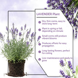 2 Purple Lavender Live Plants, Starter Plant, 4-7 Inch Tall