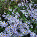 Set 2 Lilac Blue Aster Starter Plant, Live Aster Plant 3-5" Tall