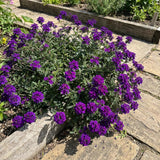3 Purple Verbena Plants Live, Verbena Flower Plant, 4-6 Inch Tall
