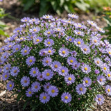 Lilac Aster Plant, Live Blue Aster Perennial Plant, 3-5'' Tall