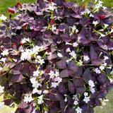 Purple Shamrock Oxalis Plant Live, Indoor Decor Plant, 3.5 Inch Pot
