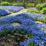 200 Blue Creeping Thyme Seeds, Live Starter Plant