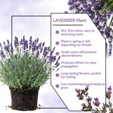2 Phenominal Lavender Plants Live, Starter Plant, 4-7 Inch Tall