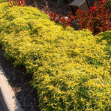 2 Yellow Green Live Alternanthera Plants, Starter Plant, 4-6 Inch Tall