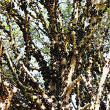 Black Jaboticaba Tree, Live Starter Plant, 1 Ft Tall
