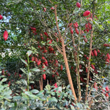 Red Finger Lime Live Plant, Hardy Garden Plant, 1-2 Ft Tall, Gallon Pot