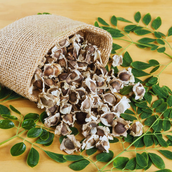 50 Heirloom + Moringa Seeds, Live Starter Plant