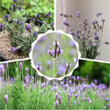 2 Purple Lavender Live Plants, Starter Plant, 4-7 Inch Tall