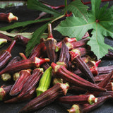 2 Red Okra Plants Live, Backyard Garden Seedling, 5 Inch Tall