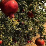 Wonderful Pomegranate Plant Live, Edible Fruit Tree, 4-7 Inch Tall
