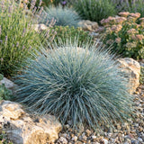2PPP Blue Fescue Grass Plant, Ornamental Perennial Grass, 4-8 Inch Tall