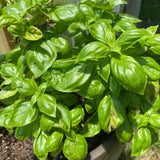 Sweet Basil Herb Live Plant, Fresh Culinary Herb, 4 Inch Tall, 4 Inch Pot