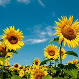 2 Yellow Sunflower Plants Live, Outdoor Garden Flowers, 3-5 Inch Tall